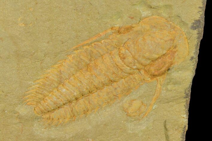 Protolenus Trilobite With Pos/Neg - Tinjdad, Morocco #141872